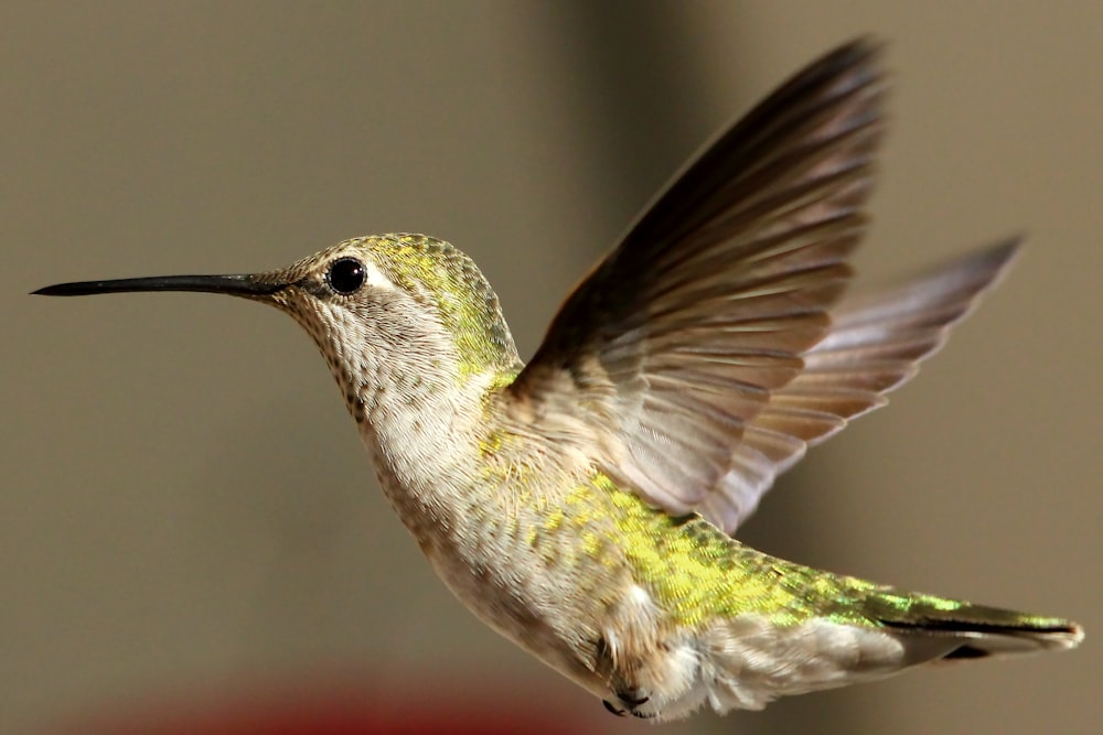 a hummingbird flying in the air with its wings spread