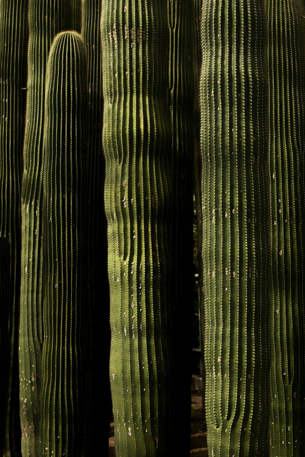 a group of large green cactus plants next to each other