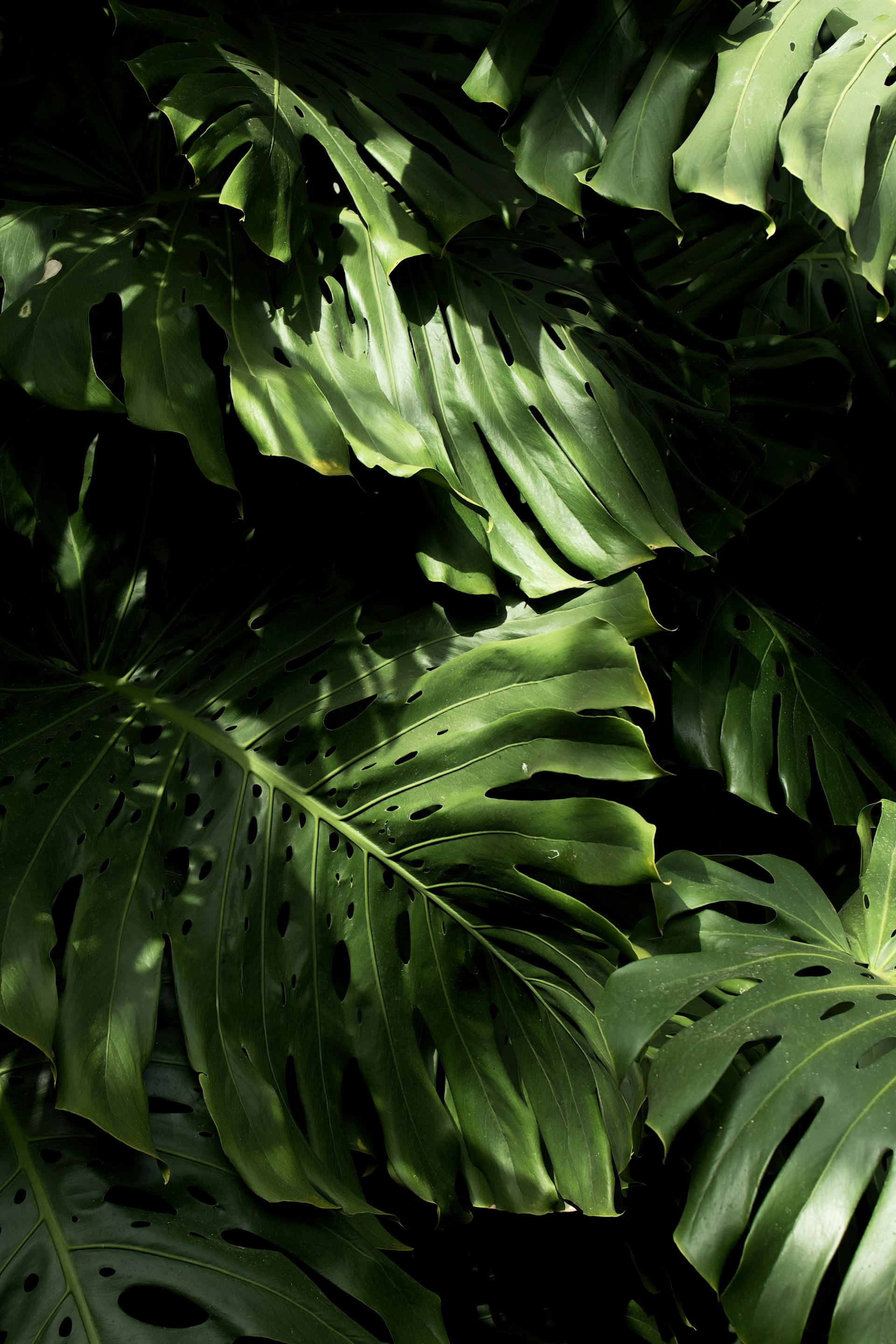 a close up of a green leafy plant