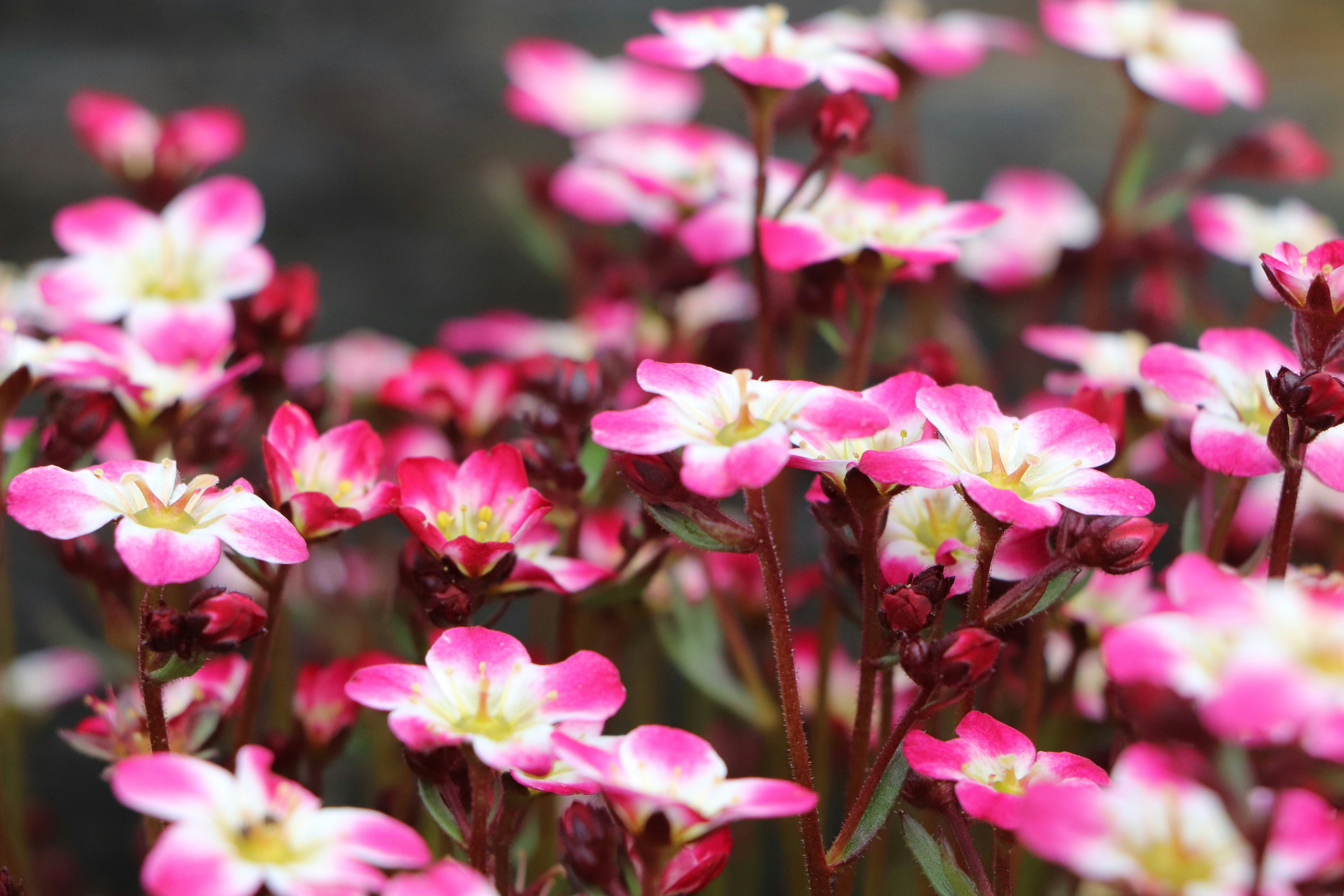 Photo by frejasaurbrey