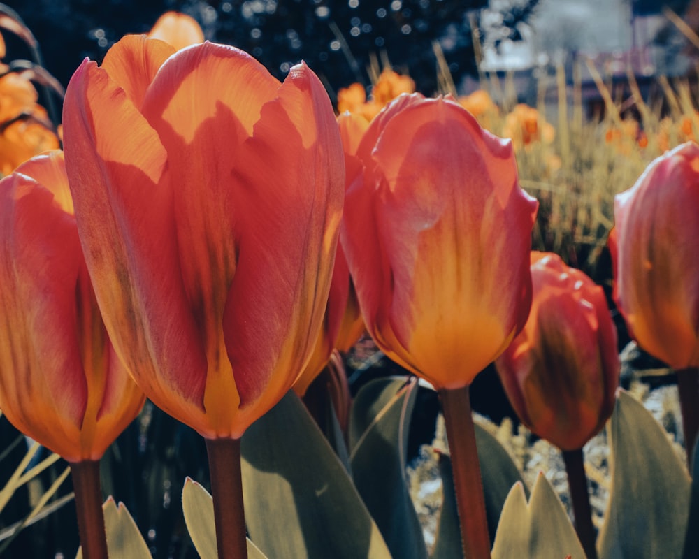 un groupe de fleurs rouges et jaunes dans un champ