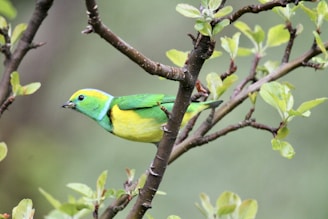 A close-up of a colorful bird perched on a branch against a soft green background.