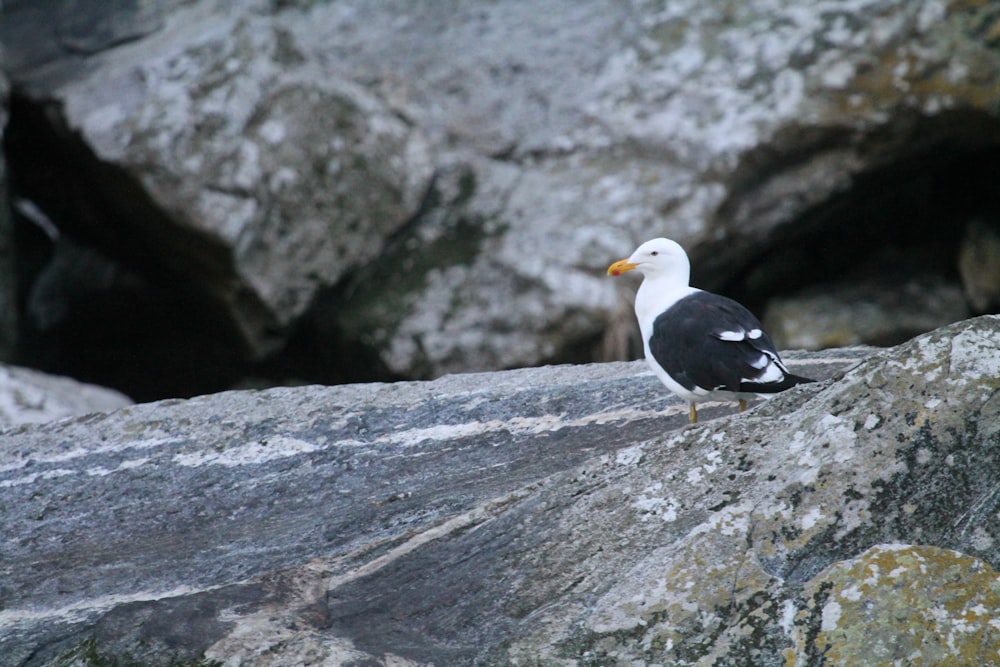 a black and white bird sitting on a rock