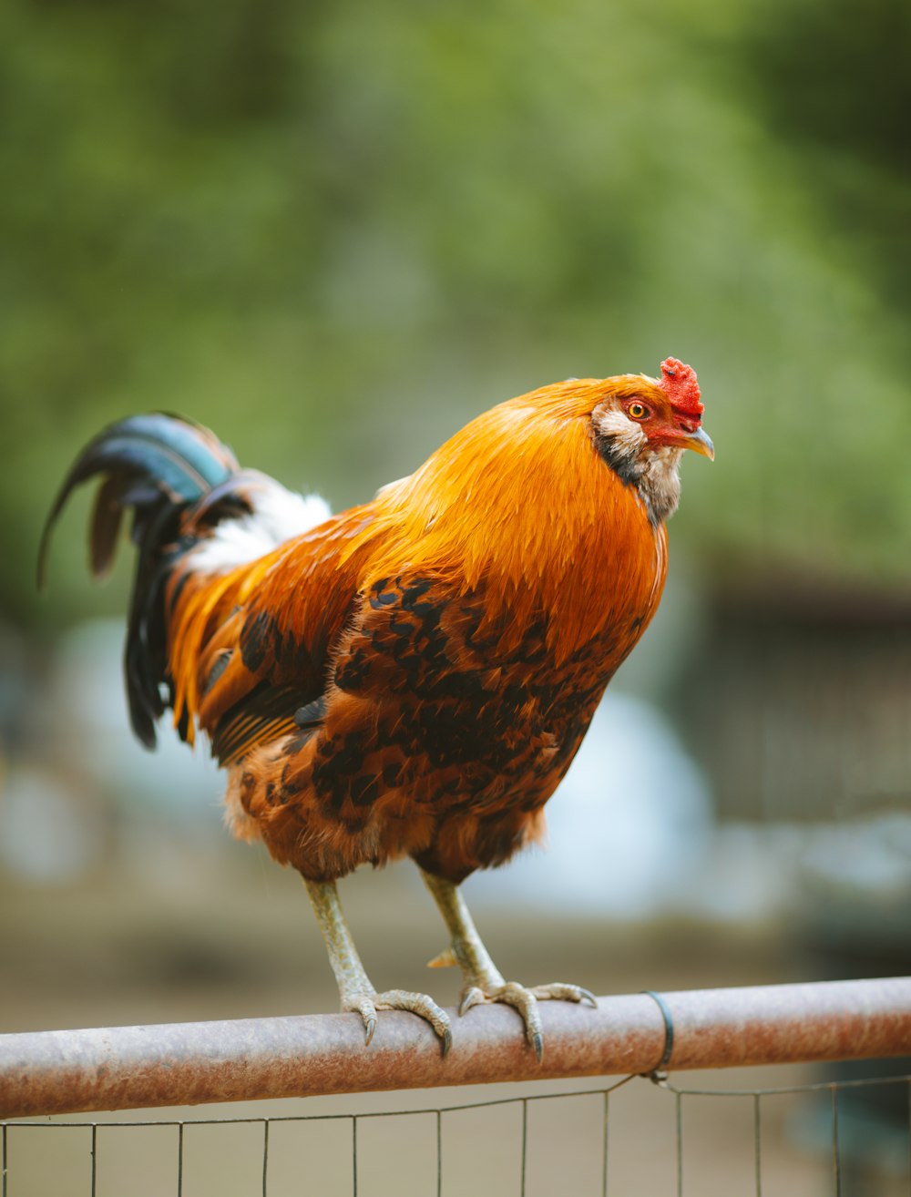 a close up of a rooster on a fence