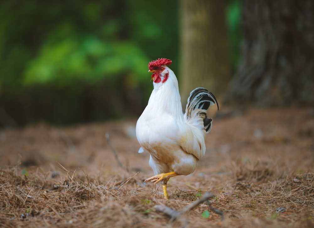 a white chicken with a red comb standing in the grass