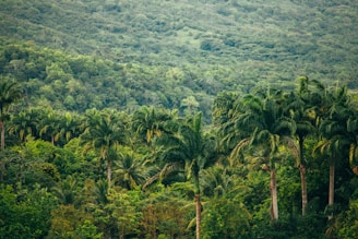 a lush green forest filled with lots of trees
