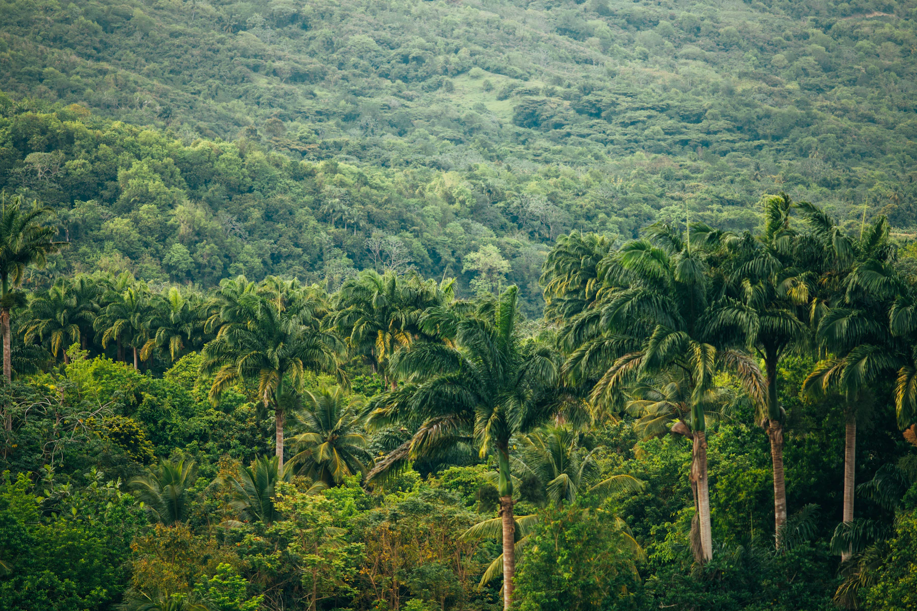 Dense Amazon rainforest seen from above
