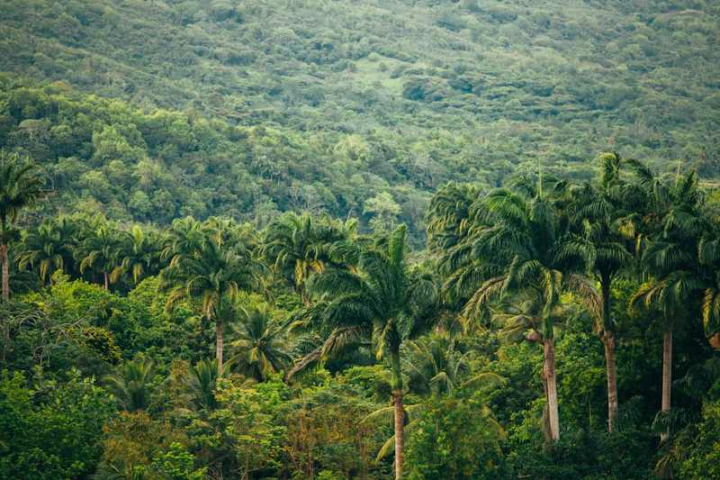 Selva amazónica densa y verde vista desde el suelo