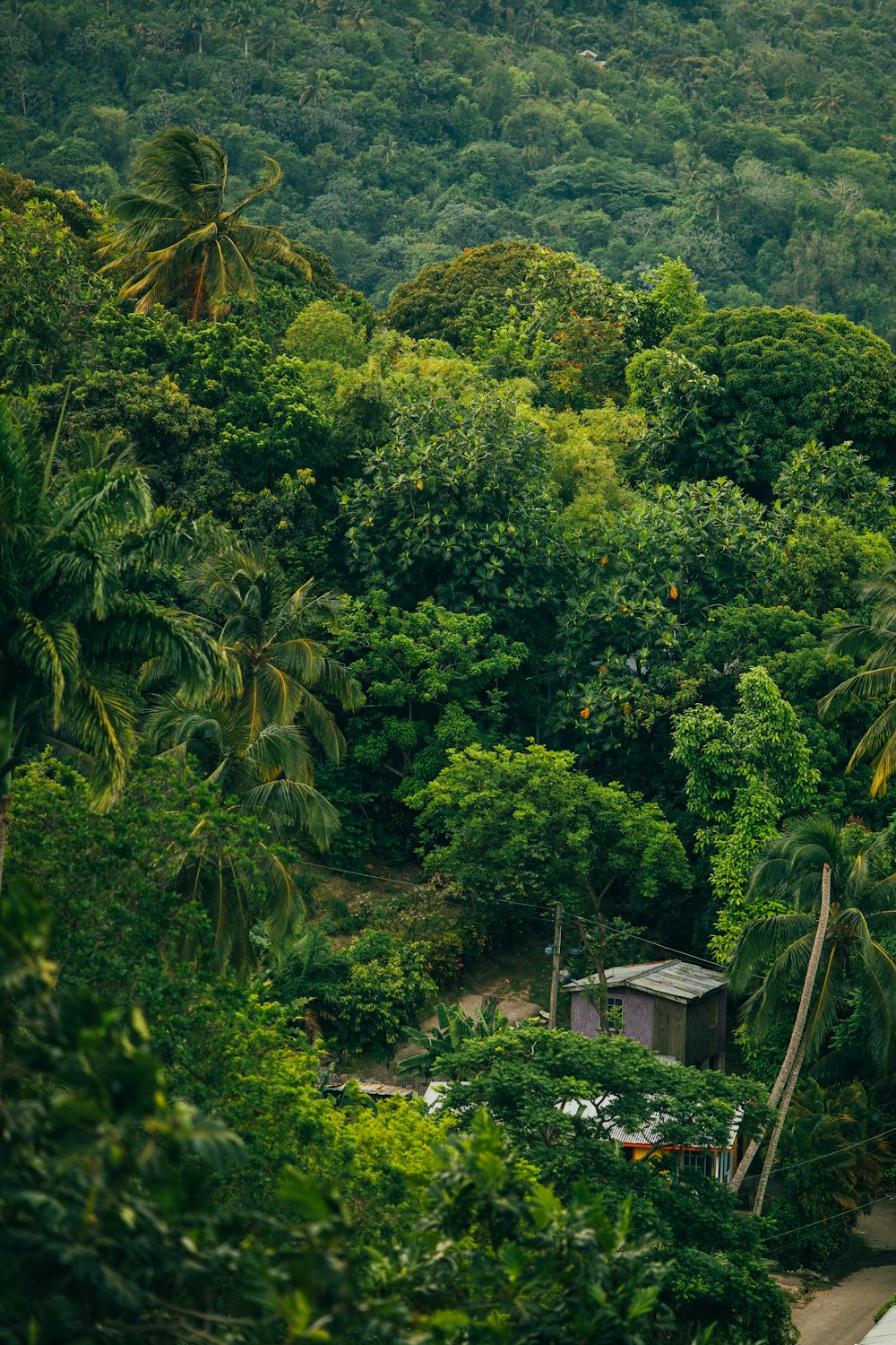 a small hut in the middle of a forest