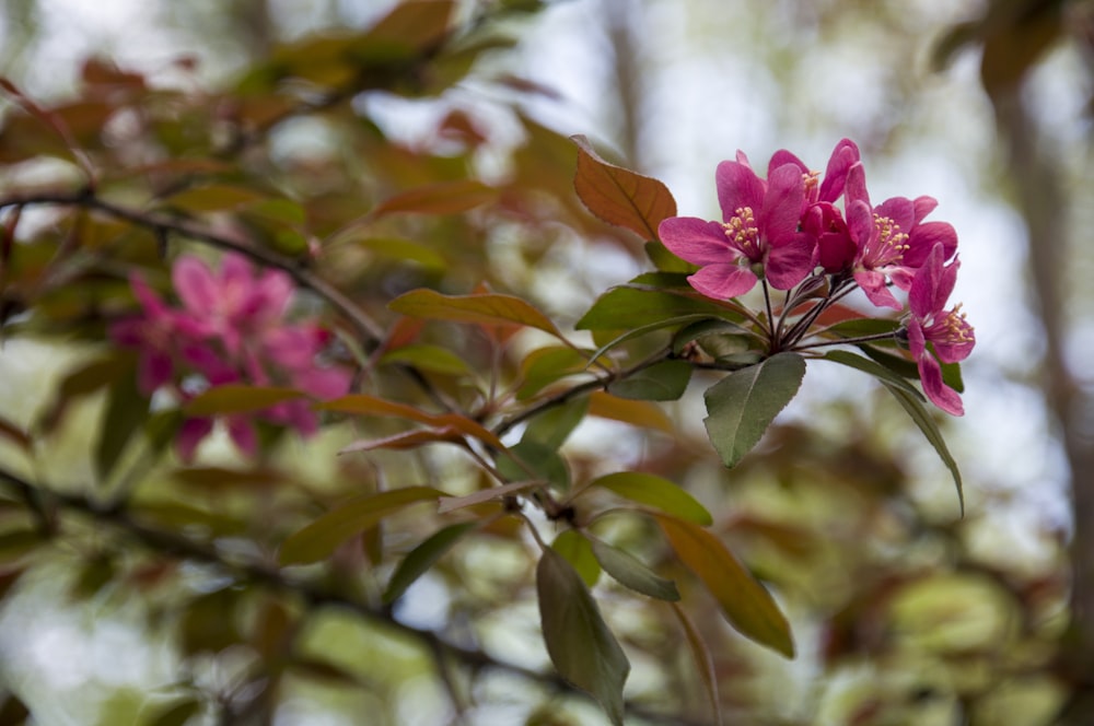 a pink flower is blooming on a tree branch