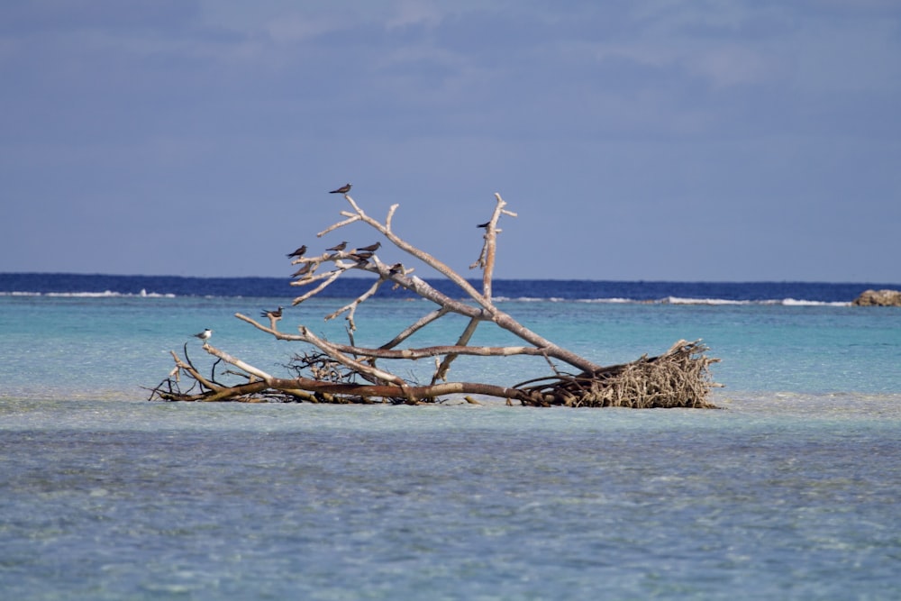 a group of birds sitting on top of a tree branch in the ocean