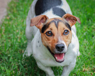 A playful small dog looking alert outdoors on green grass.
