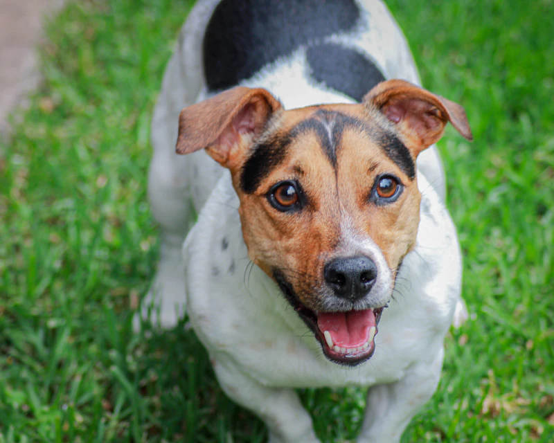 Best Pet-Friendly Cafes in Johannesburg Where Your Dog Is as Welcome as You