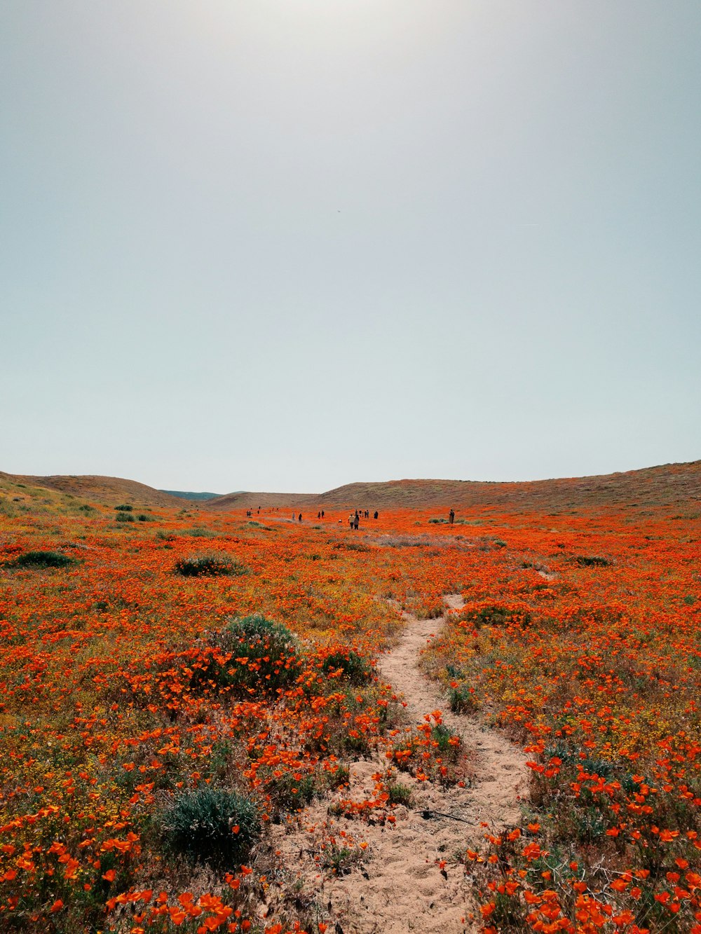 a dirt path through a field of wildflowers