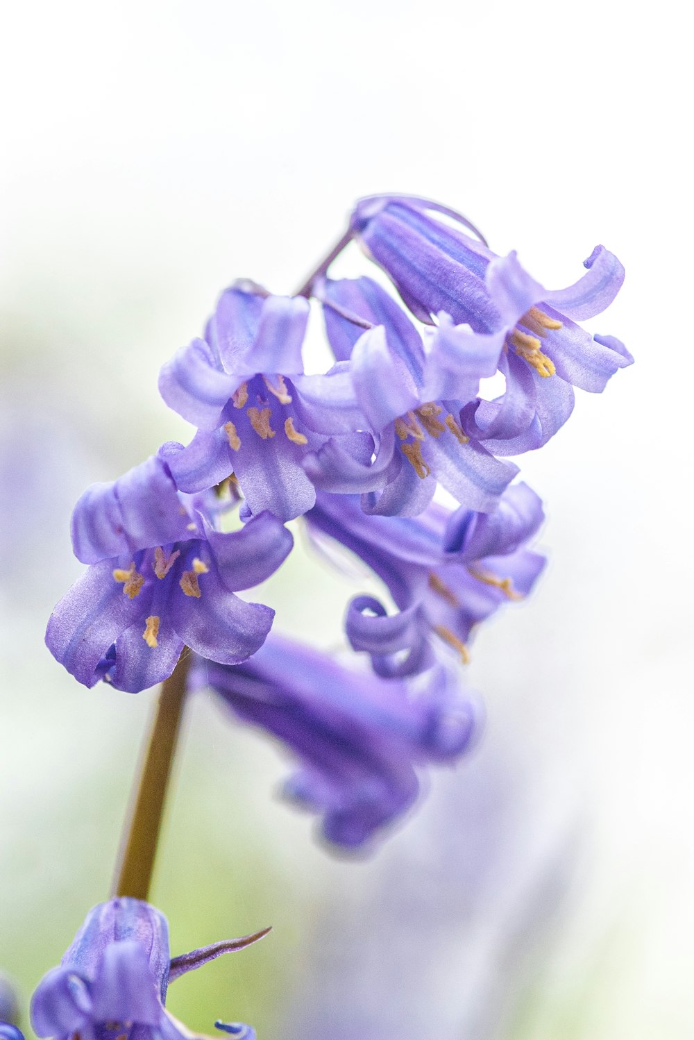 a close up of a purple flower with a blurry background