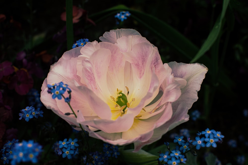 a close up of a pink flower surrounded by blue flowers