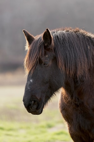 A close-up of a dark brown horse with a shiny mane, standing outdoors. The background is softly blurred, highlighting the horse's features and creating a peaceful scene.