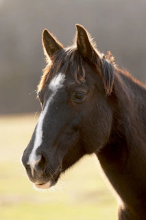 A close-up of a strong American Quarter Horse standing proudly in a sunlit Texas pasture.