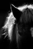 The image features a close-up, black and white portrait of a horse with light streaming on its mane. The focus is on the horse's eye and ear, creating a dramatic contrast between light and shadow.