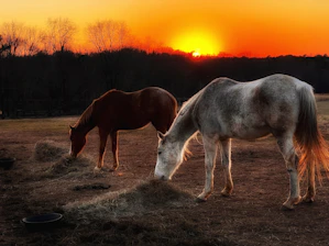 Volunteers caring for horses beside a rustic barn at sunset.