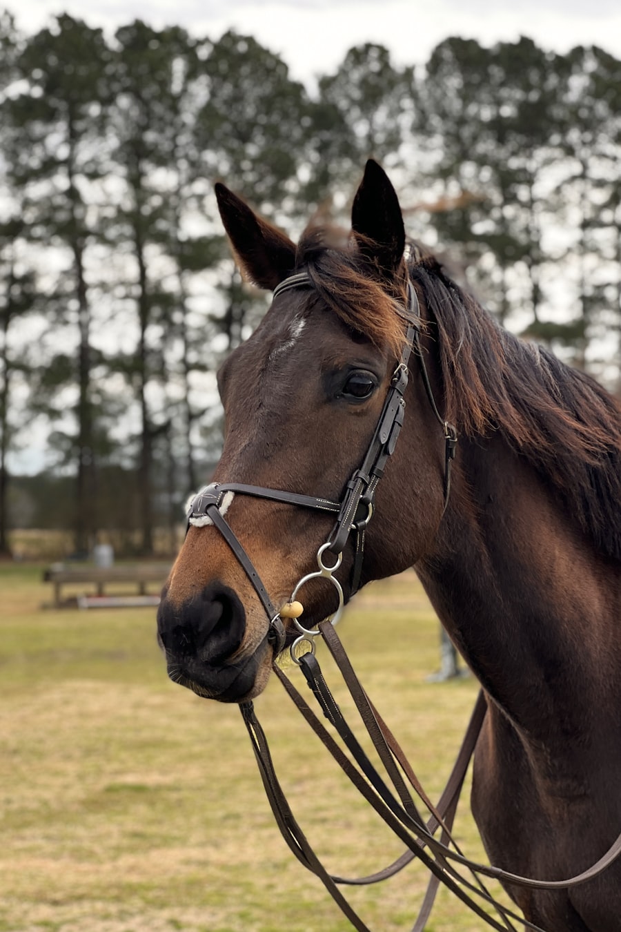 Bay thoroughbred horse trotting across a green pasture