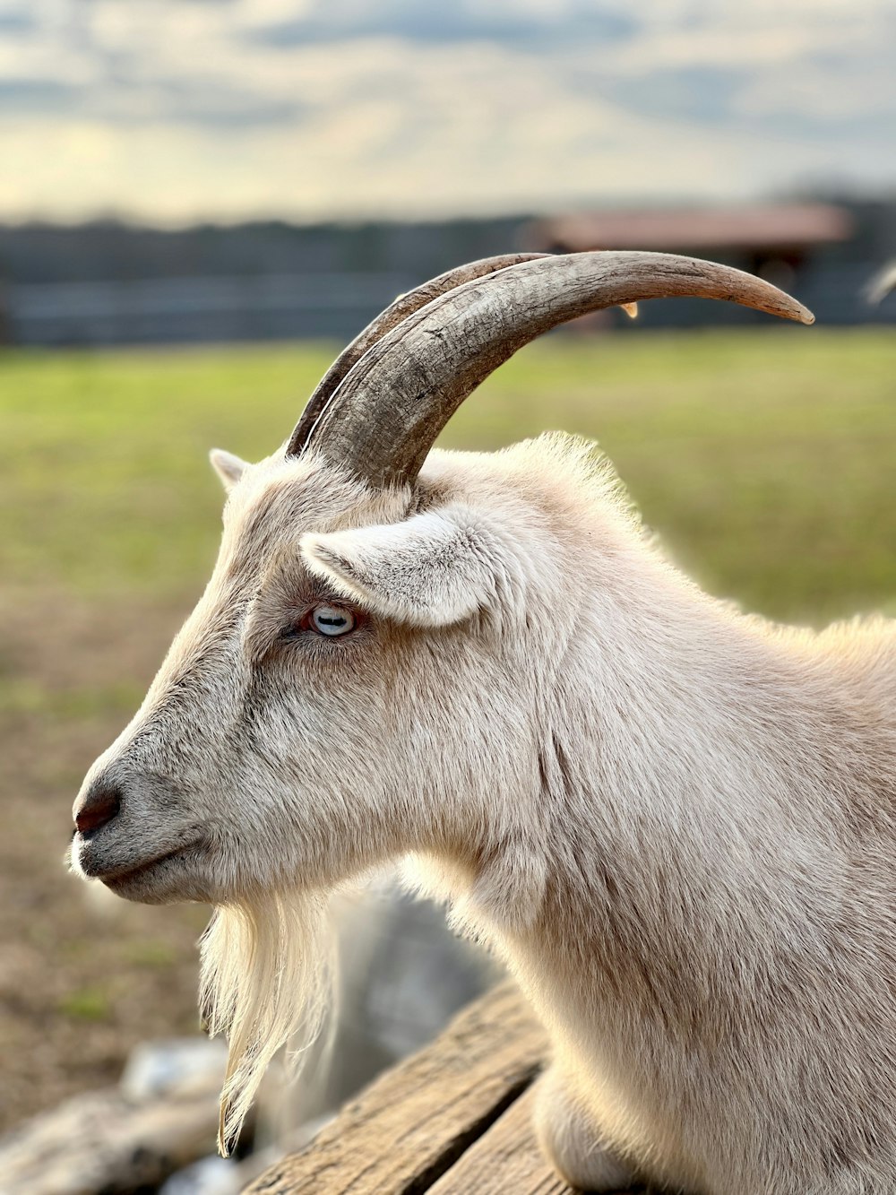 a close up of a goat on a wooden bench