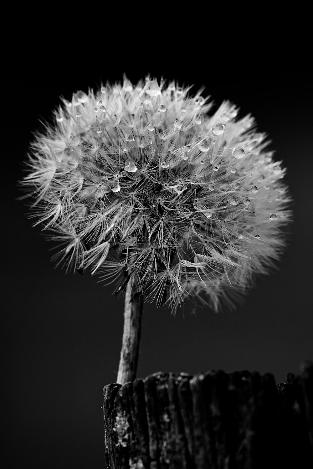 a black and white photo of a dandelion