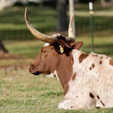 A brown and white longhorn cow is lying down on a grassy field. Its large, curved horns extend outward, and there is a yellow ear tag hanging from its ear. The background consists of a blurred view of more grassy areas and some fences.