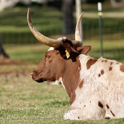 A brown and white longhorn cow is lying down on a grassy field. Its large, curved horns extend outward, and there is a yellow ear tag hanging from its ear. The background consists of a blurred view of more grassy areas and some fences.