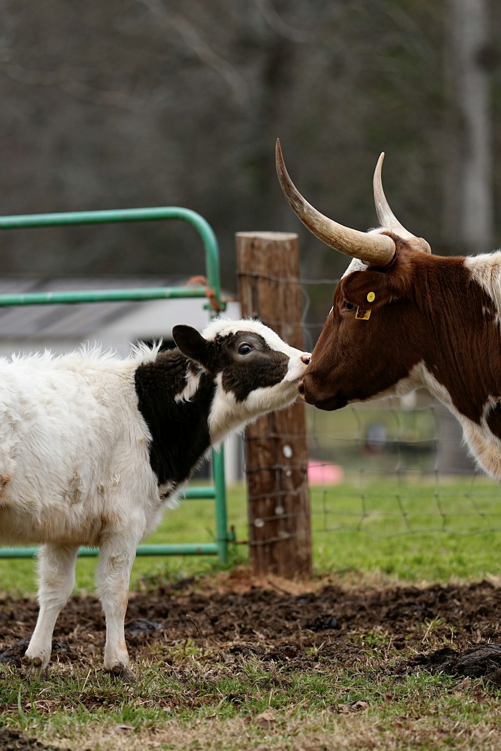 a couple of cows that are standing in the grass