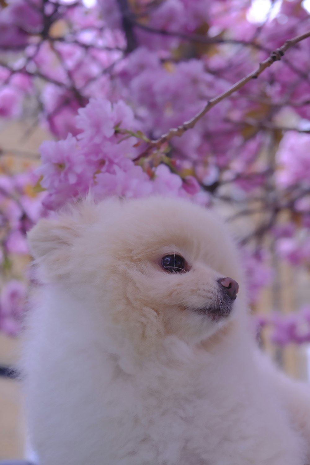 a small white dog sitting in front of a tree