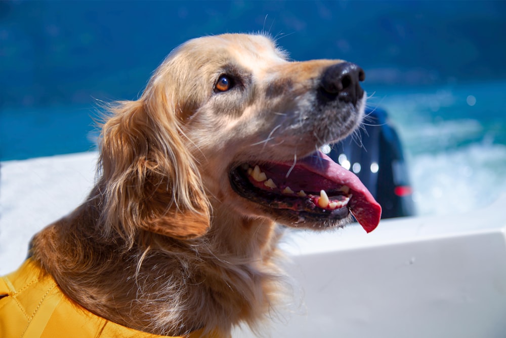 a dog wearing a yellow shirt on a boat