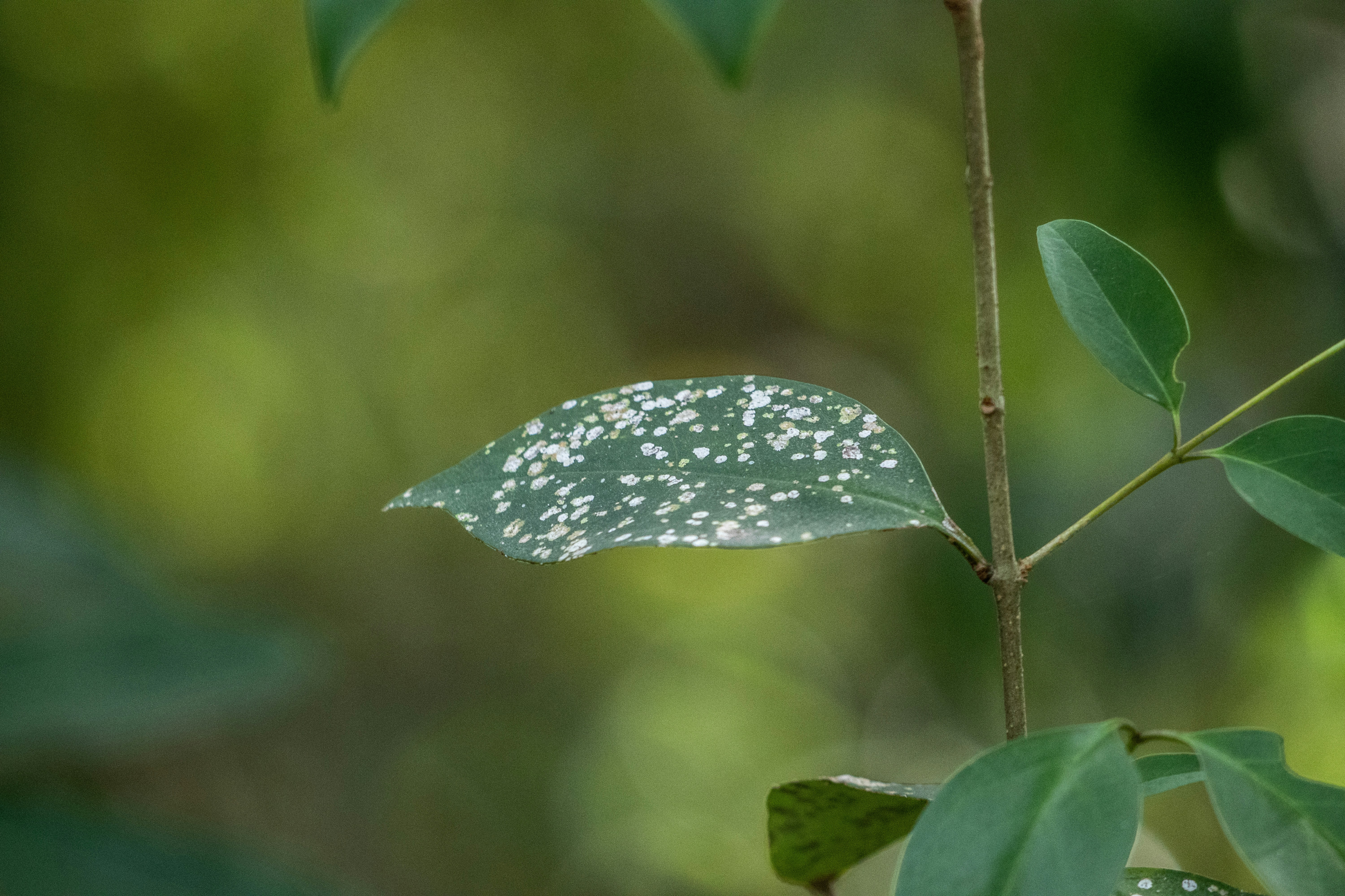 Photo by sonianadales