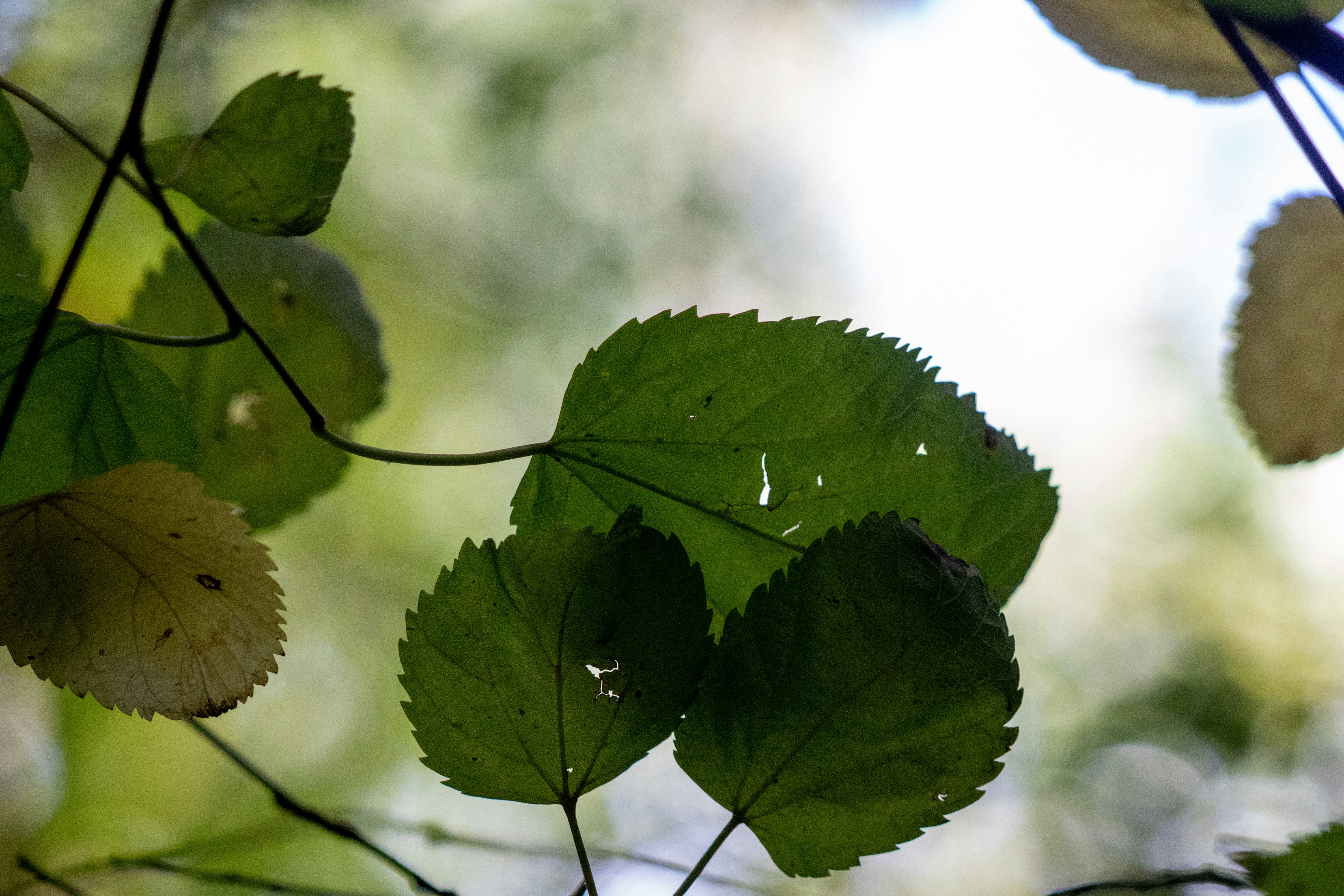 Photo by sonianadales