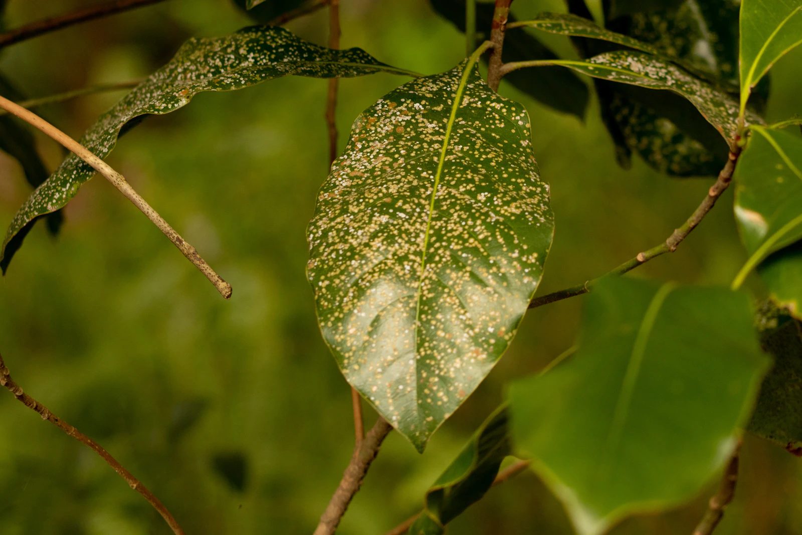 Green leaf dusted with white powdery mildew — one of the four things 'white fuzz on a plant' can mean