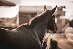 a horse that is standing in the dirt