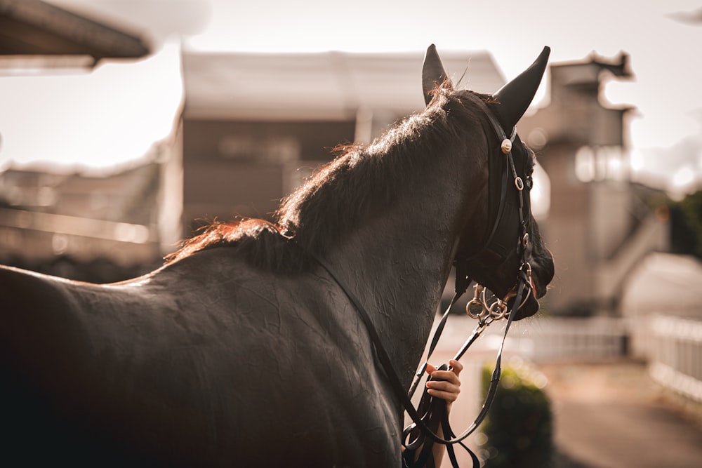 a horse that is standing in the dirt