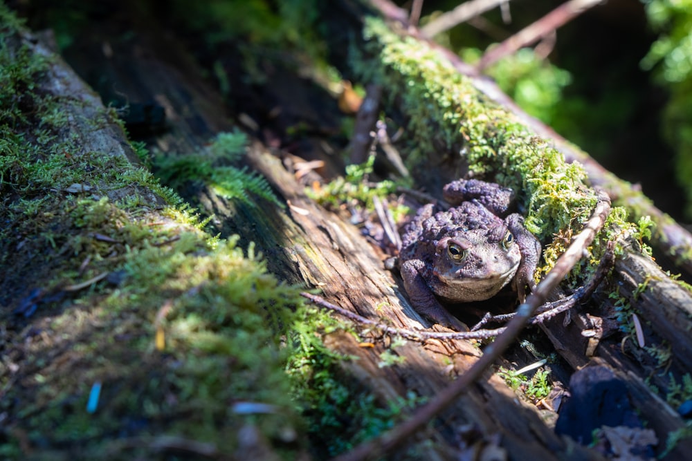 a frog that is sitting in the grass