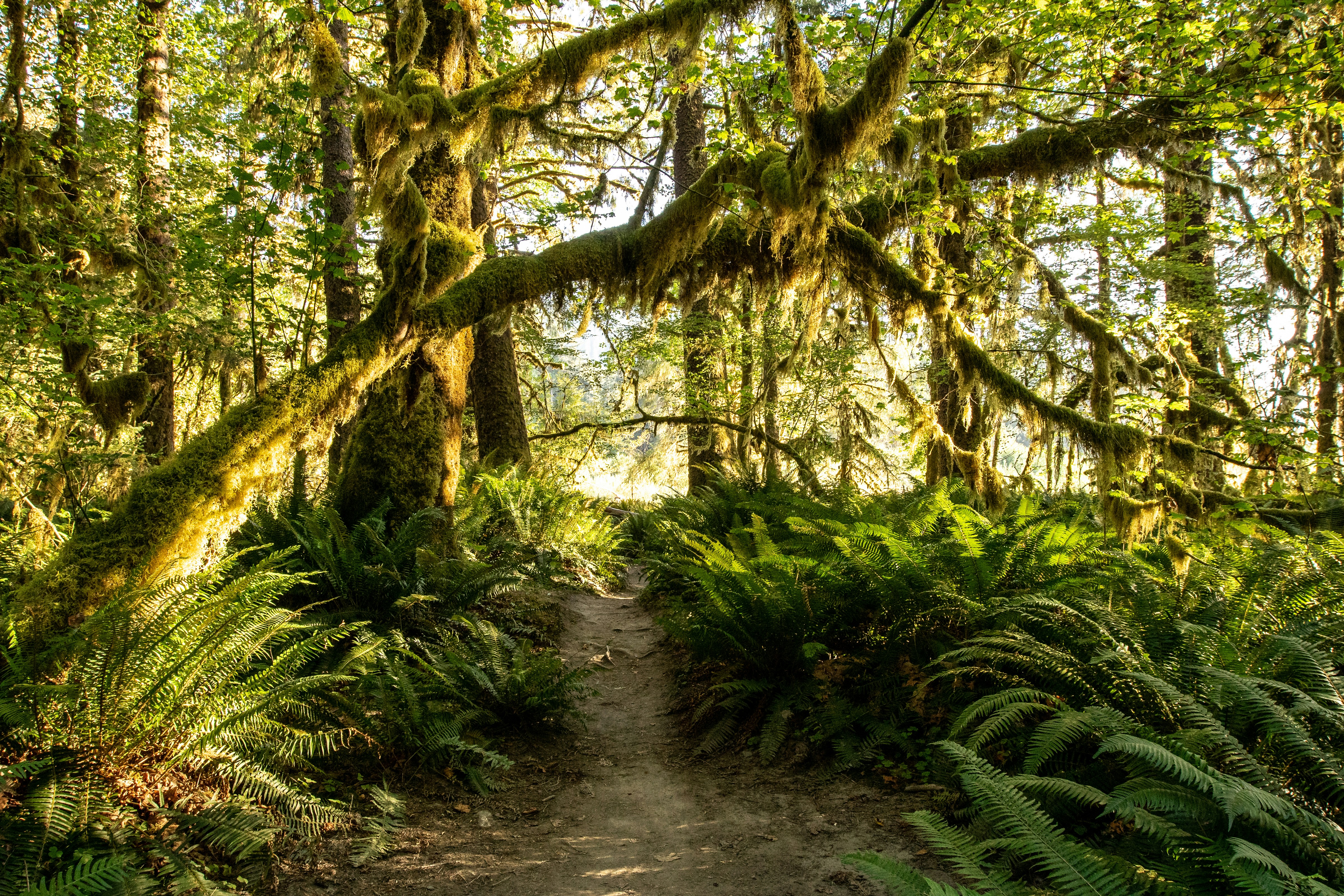 Ein Feldweg inmitten eines üppig grünen Waldes