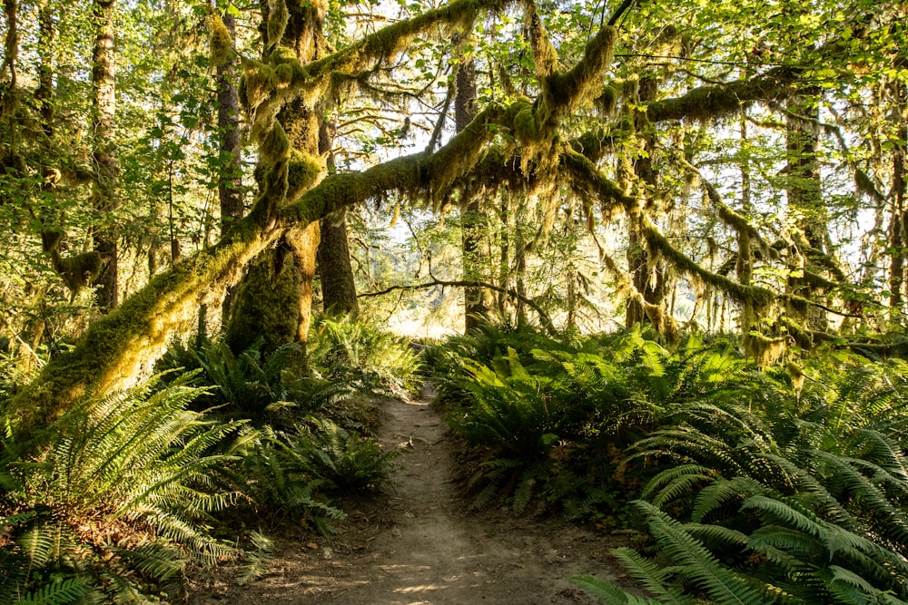 a dirt path in the middle of a lush green forest