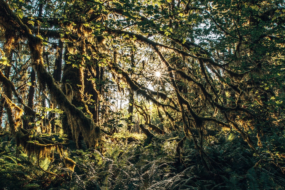 a lush green forest filled with lots of trees