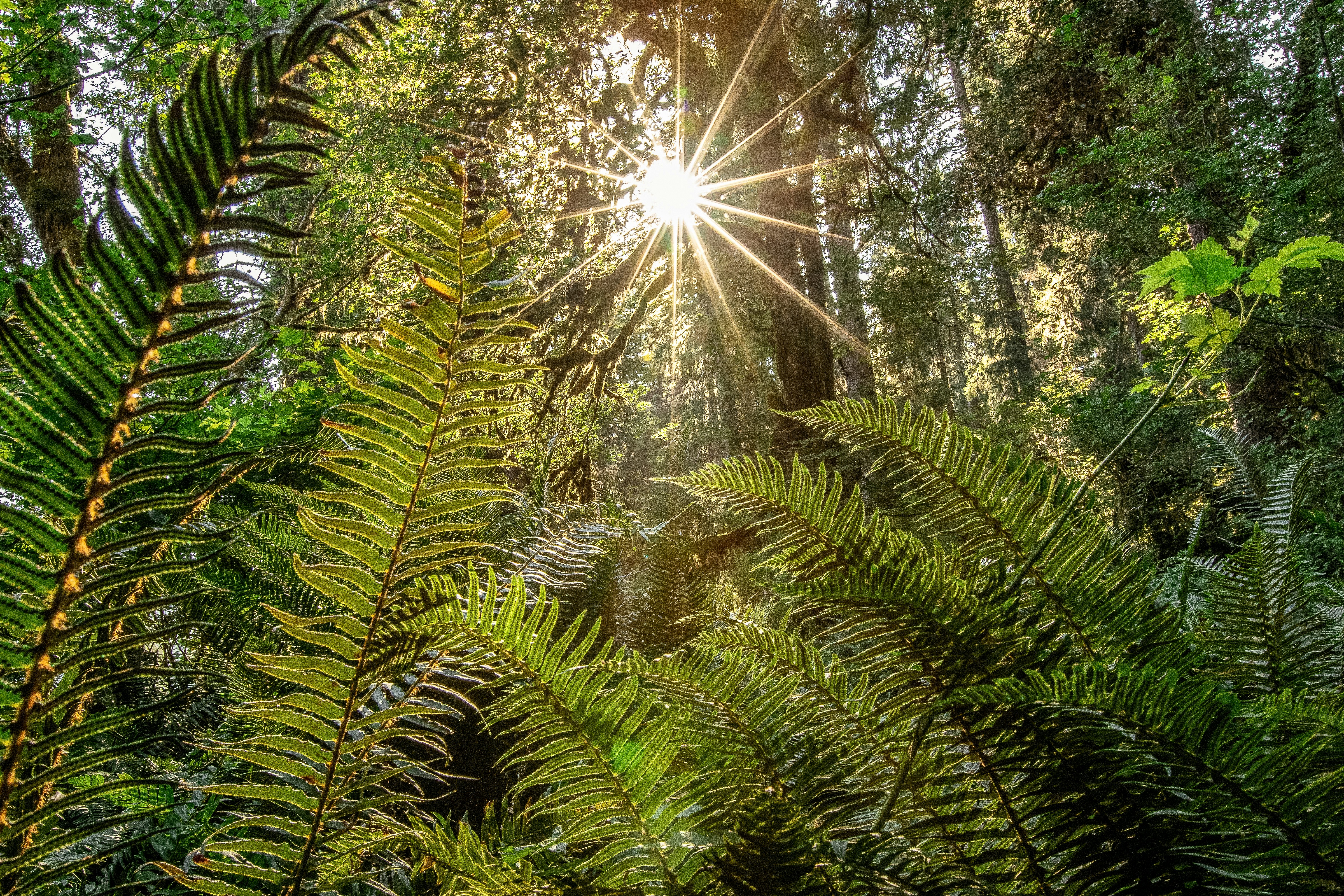 Die Sonne scheint durch die Bäume im Wald