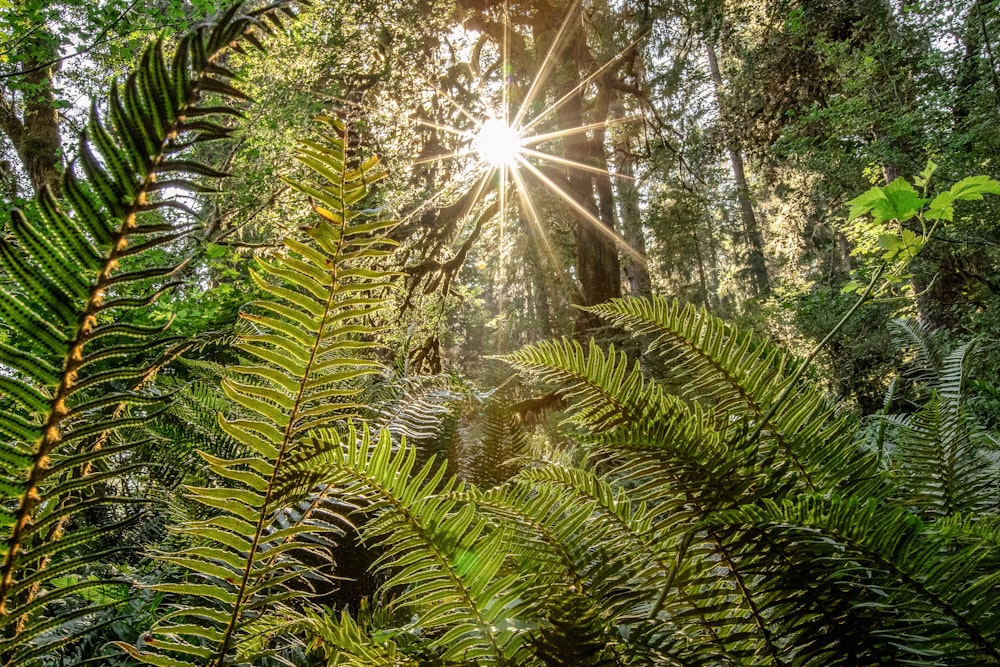 the sun is shining through the trees in the forest