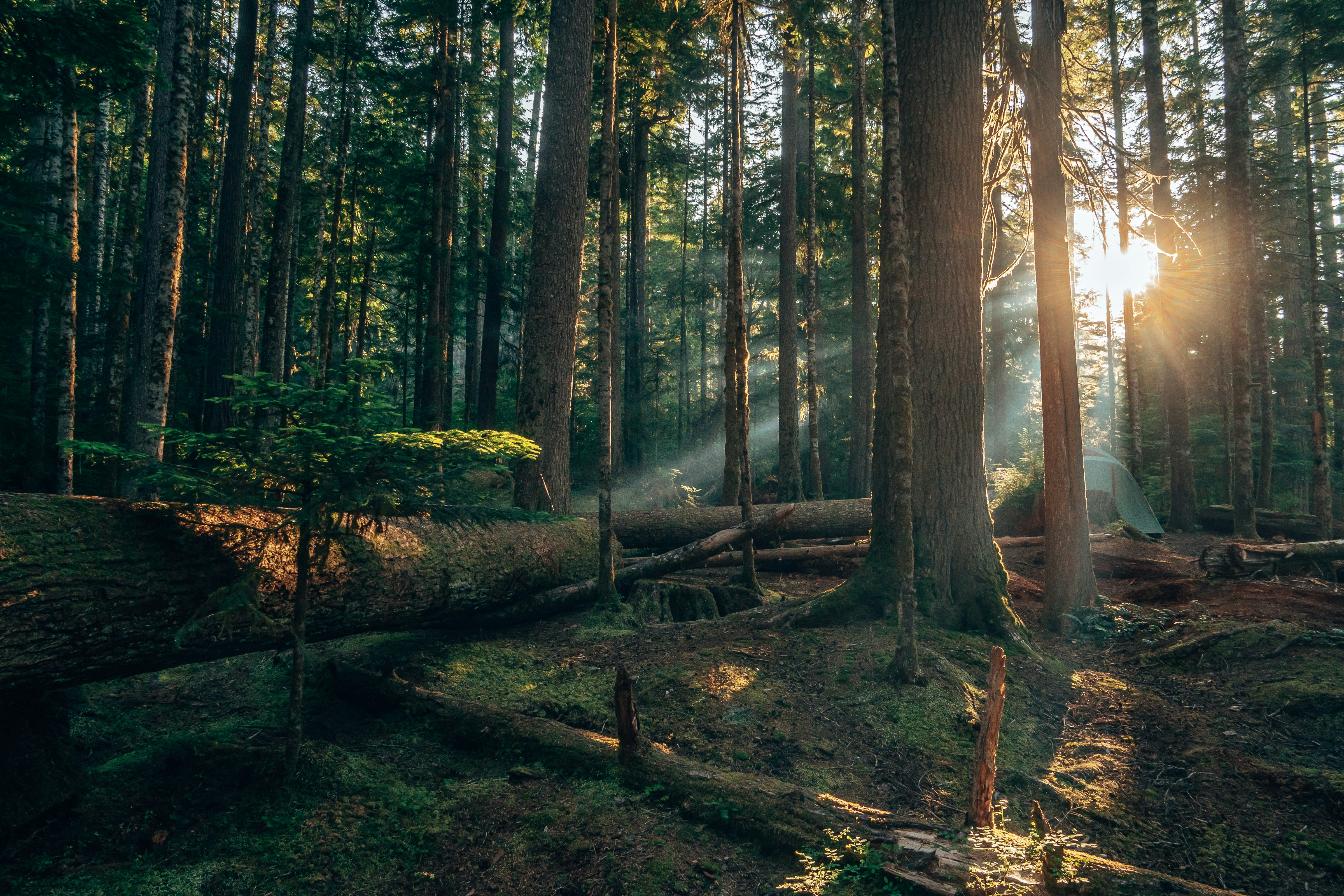 Log Cabin Resort RV & Campground