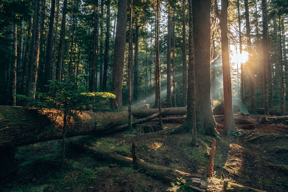 the sun is shining through the trees in the forest