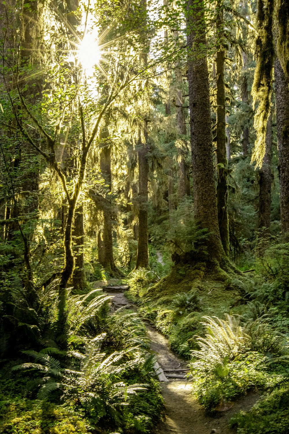 a path in the middle of a lush green forest