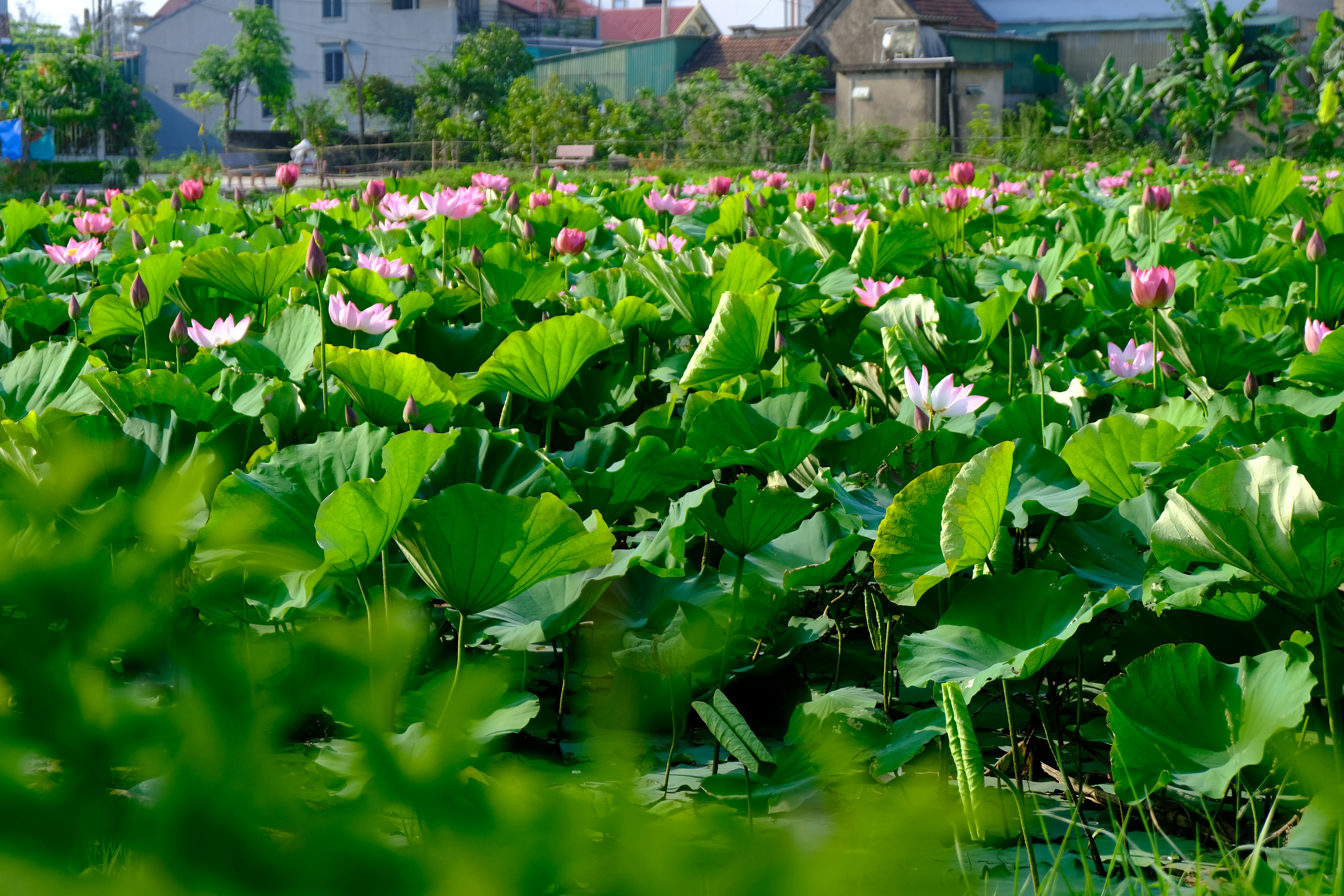 Photo by dvhoang2106