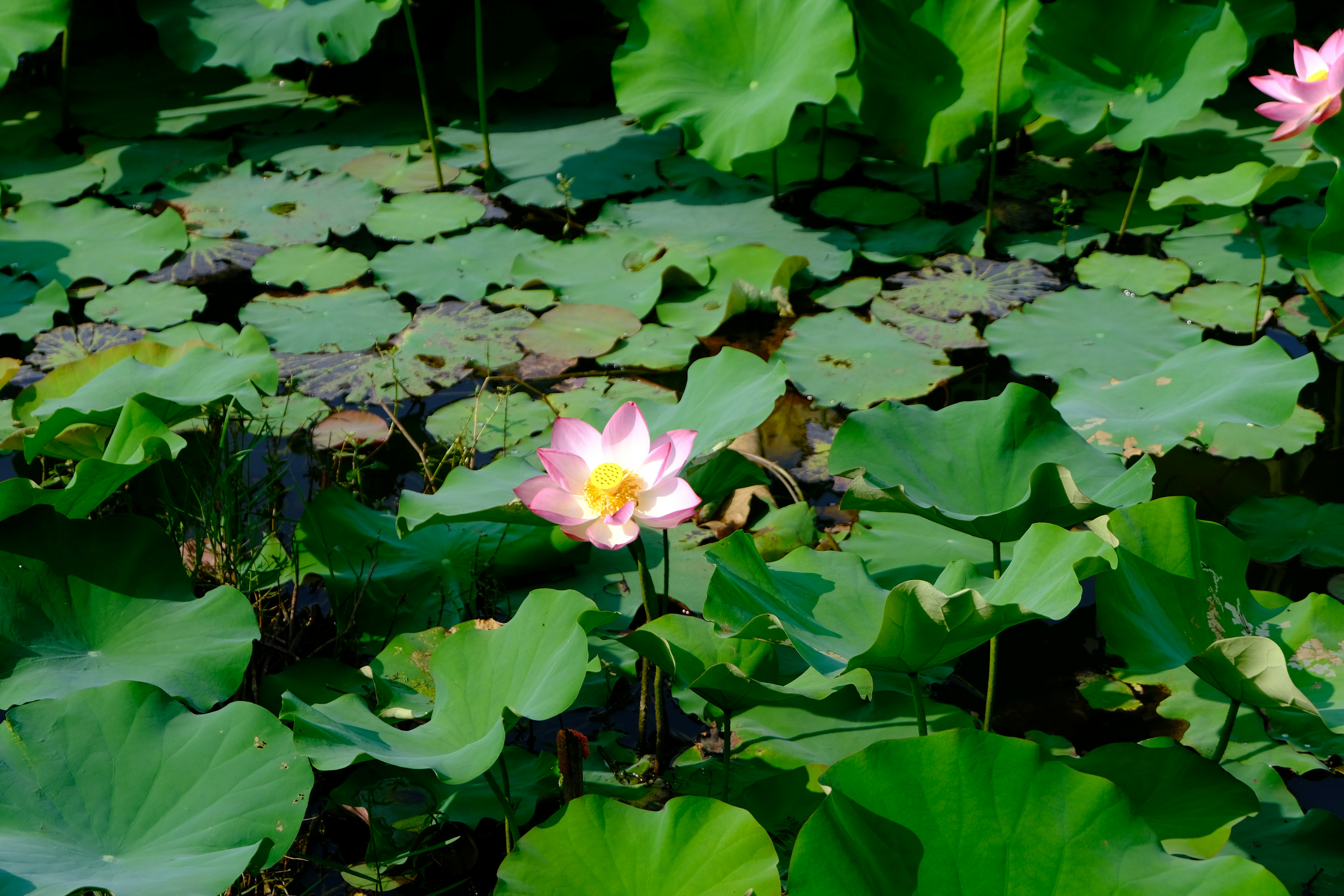 Photo by dvhoang2106