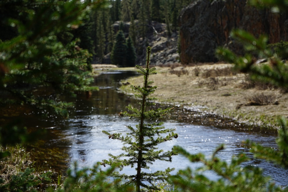 a river running through a forest filled with trees