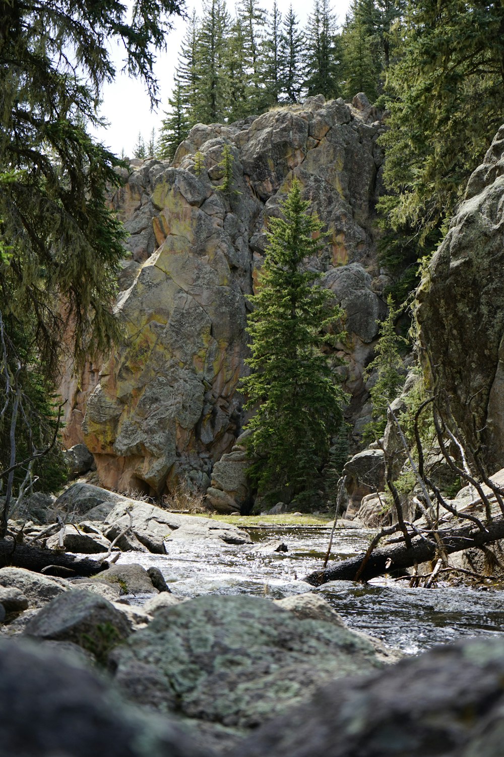 a river running through a forest filled with rocks